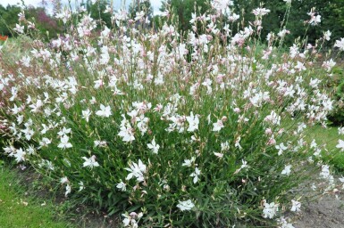 Gaura lindheimeri 'Whirling Butterflies' Sommarljus 5-10 i kruka P9