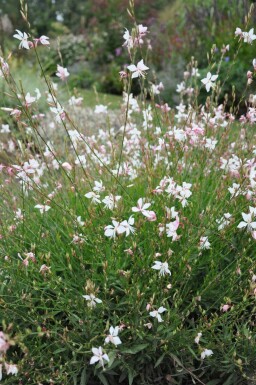 Gaura lindheimeri 'Whirling Butterflies' Sommarljus 5-10 i kruka P9