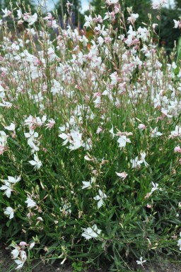 Gaura lindheimeri 'Whirling Butterflies' Sommarljus 5-10 i kruka P9