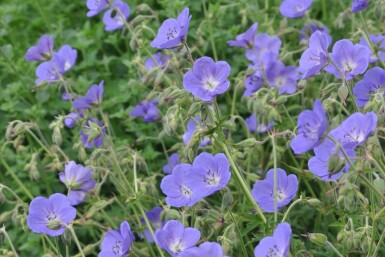 Geranium 'Brookside'