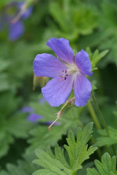 Geranium 'Johnson's Blue'