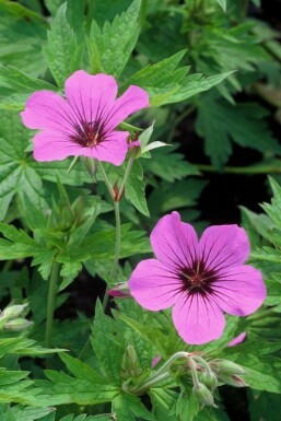 Geranium 'Patricia'