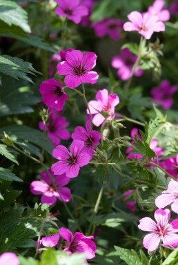 Geranium 'Patricia'