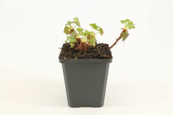 Geranium × cantabrigiense 'Biokovo'