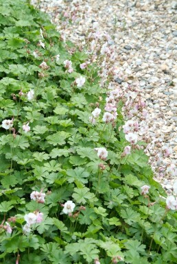 Geranium × cantabrigiense 'Biokovo'