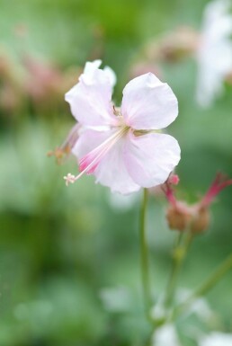 Geranium × cantabrigiense 'Biokovo'