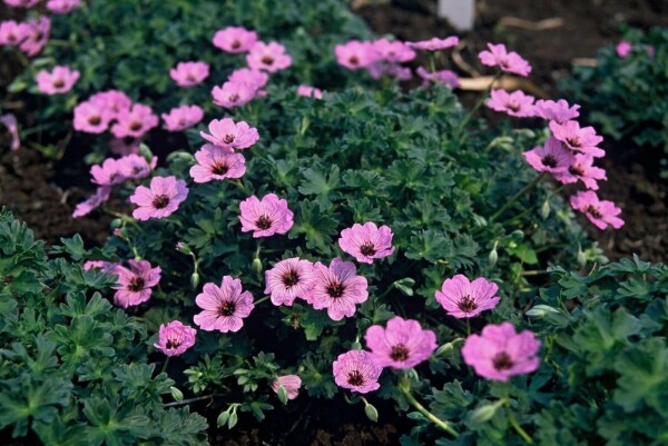 Geranium cinereum 'Ballerina'