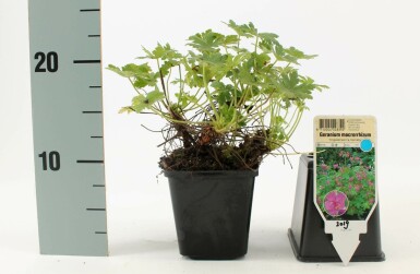 Geranium macrorrhizum 'Ingwersen's Variety'