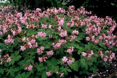 Geranium macrorrhizum 'Ingwersen's Variety'