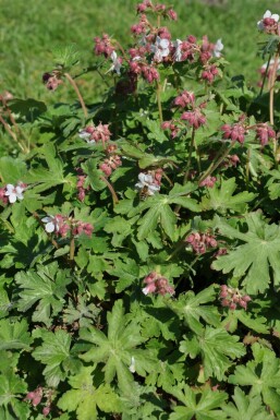 Geranium macrorrhizum 'Spessart'