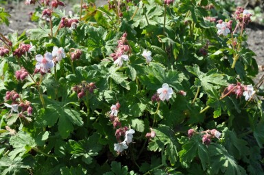 Geranium macrorrhizum 'Spessart'