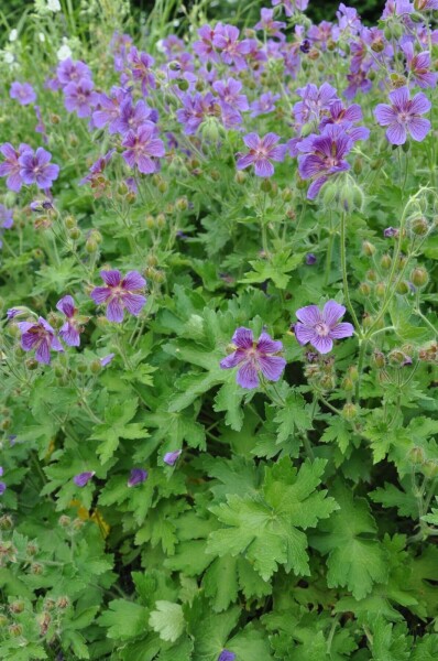 Geranium × magnificum