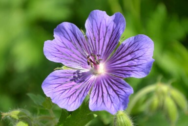 Geranium × magnificum