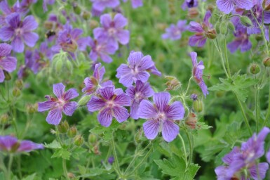 Geranium × magnificum