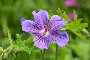 Geranium × magnificum