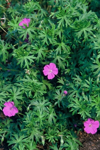 Geranium sanguineum