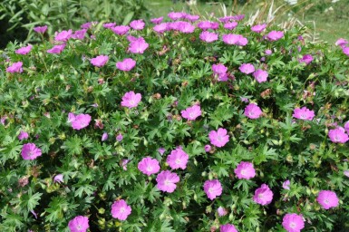 Geranium sanguineum 'Max Frei'