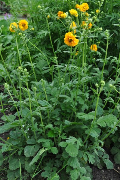 Geum chiloense 'Lady Stratheden'