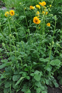 Geum chiloense 'Lady Stratheden' Nejlikrotsläktet 5-10 i kruka P9