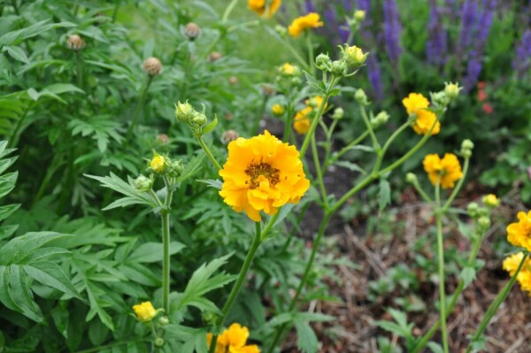 Geum chiloense 'Lady Stratheden'