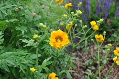 Geum chiloense 'Lady Stratheden' Nejlikrotsläktet 5-10 i kruka P9