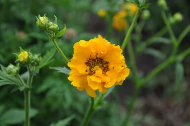 Geum chiloense 'Lady Stratheden' Nejlikrotsläktet 5-10 i kruka P9