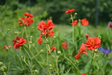 Geum chiloense 'Mrs Bradshaw'