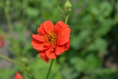 Geum chiloense 'Mrs Bradshaw'