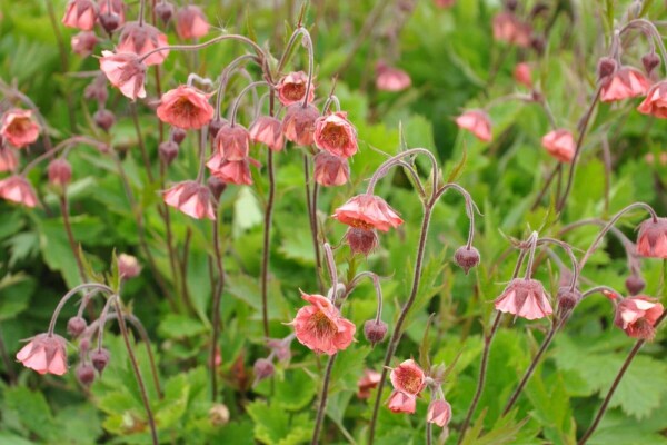 Geum rivale 'Leonard's Variety'