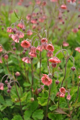 Geum rivale 'Leonard's Variety'