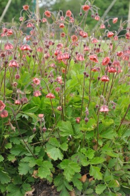 Geum rivale 'Leonard's Variety'