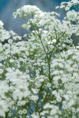 Gypsophila paniculata 'Schneeflocke' Brudslöja 5-10 i kruka P9