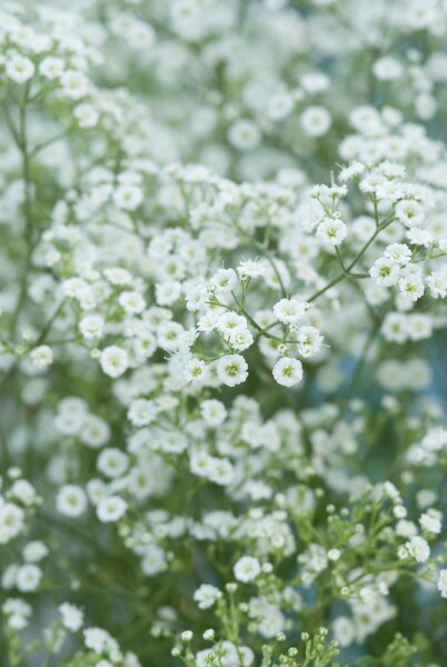 Gypsophila paniculata 'Schneeflocke'