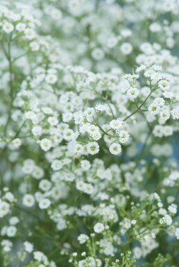 Gypsophila paniculata 'Schneeflocke' Brudslöja 5-10 i kruka P9