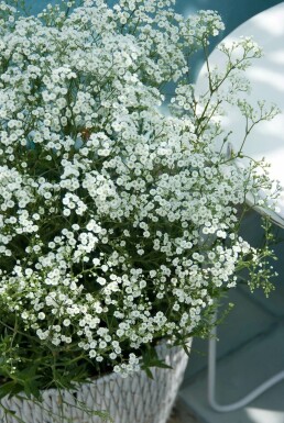 Gypsophila paniculata 'Schneeflocke' Brudslöja 5-10 i kruka P9