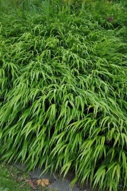 Hakonechloa macra Hakonegräs 5-10 i kruka P9