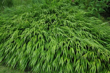 Hakonechloa macra