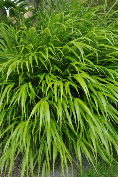 Hakonechloa macra