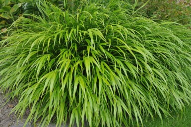 Hakonechloa macra Hakonegräs 5-10 i kruka P9