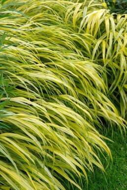 Hakonechloa macra 'Aureola' Hakonegräs 5-10 i kruka P9