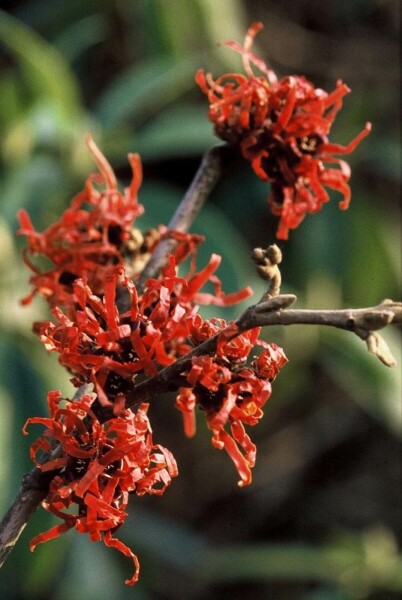 Hamamelis × intermedia 'Diana'