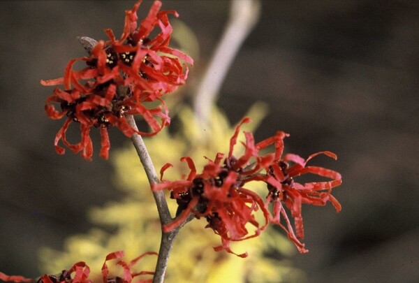 Hamamelis × intermedia 'Diana'