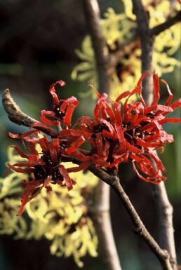 Hamamelis × intermedia 'Diana'