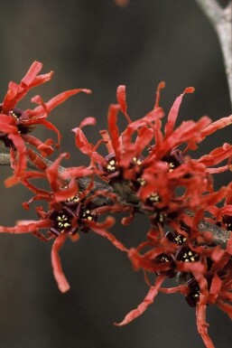 Hamamelis × intermedia 'Diana'