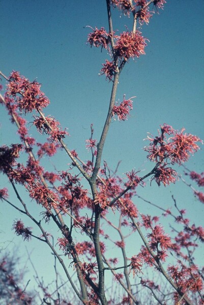 Hamamelis × intermedia 'Jelena'