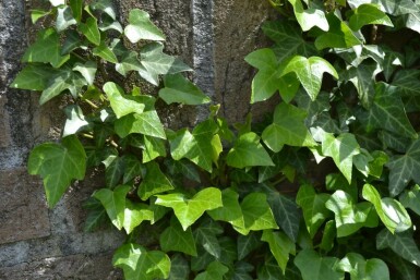 Hedera helix