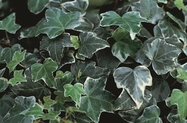 Hedera helix 'Glacier'