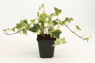 Hedera helix 'Goldchild' Murgröna 5-10 i kruka P9