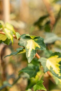 Hedera helix 'Goldheart' Murgröna 5-10 i kruka P9