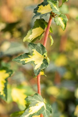 Hedera helix 'Goldheart' Murgröna 5-10 i kruka P9